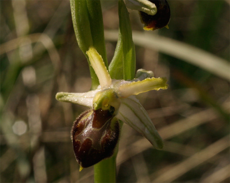 ophrys exaltata var matheolana